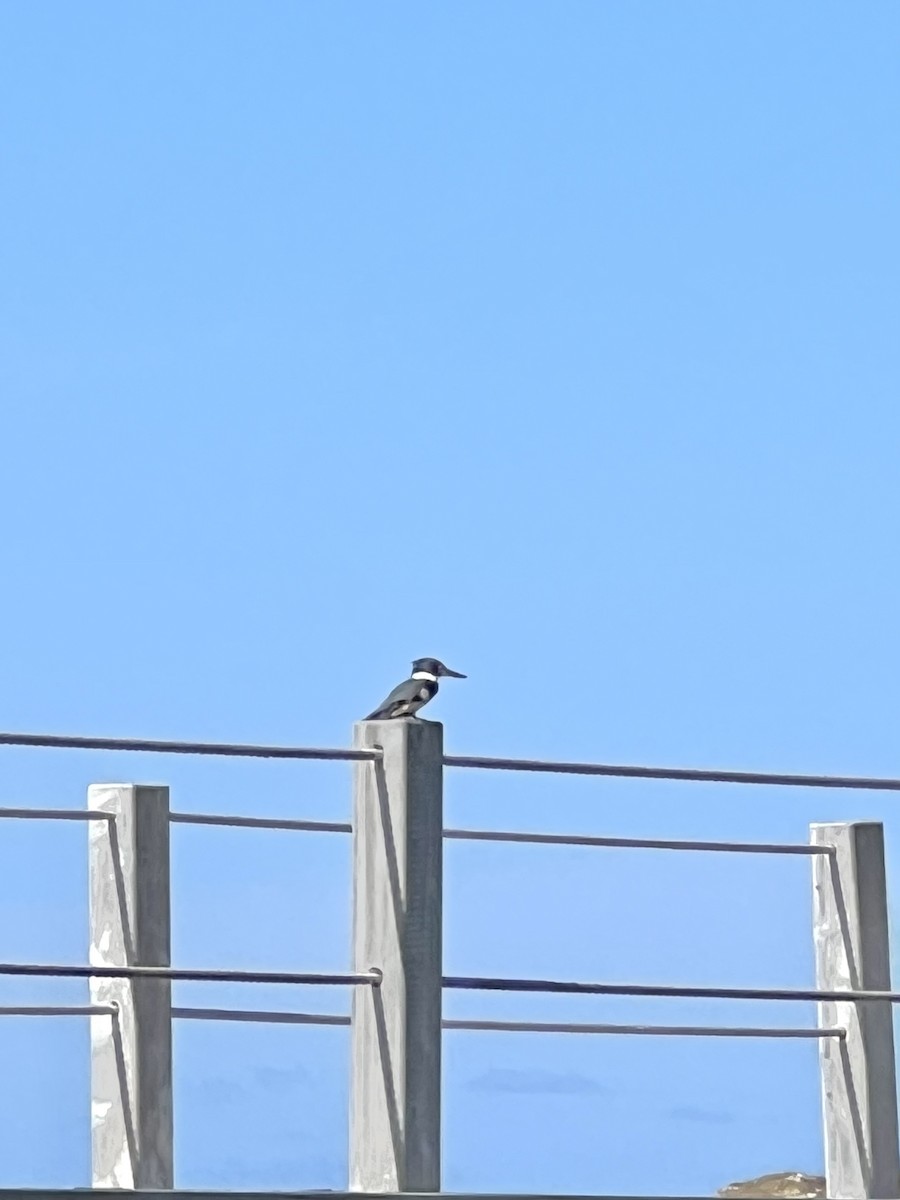 Belted Kingfisher - ML521330581
