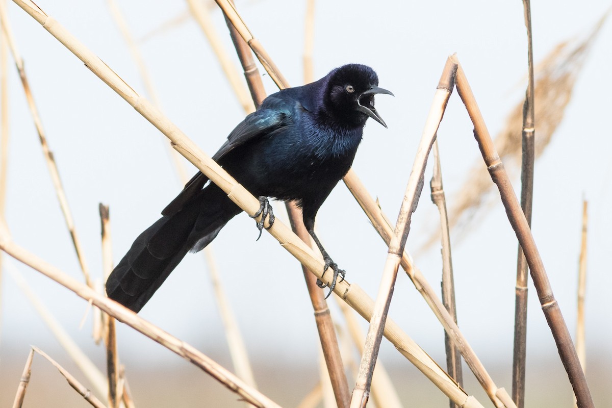 Boat-tailed Grackle - Darren Clark