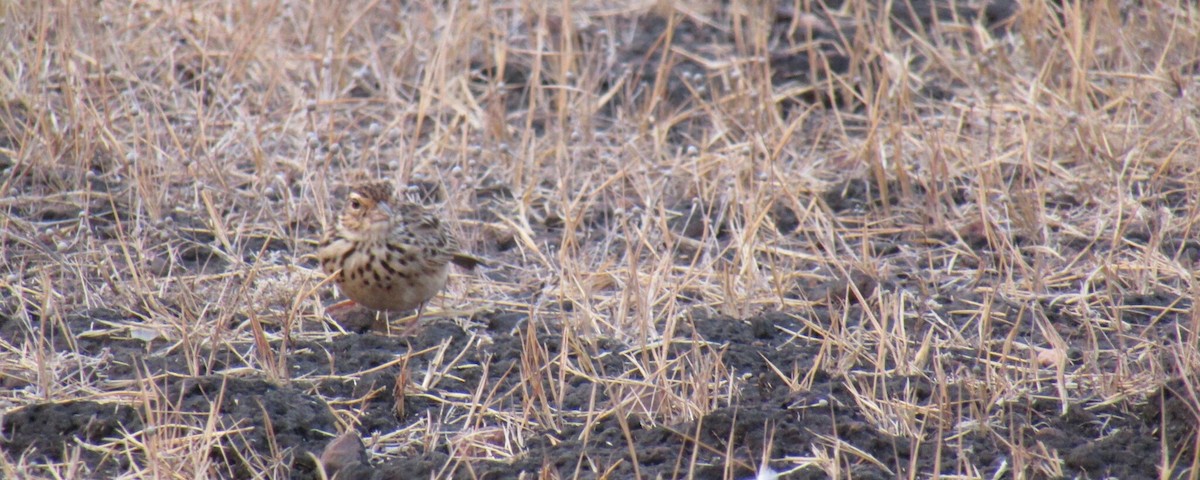 Jerdon's Bushlark - ML52133151