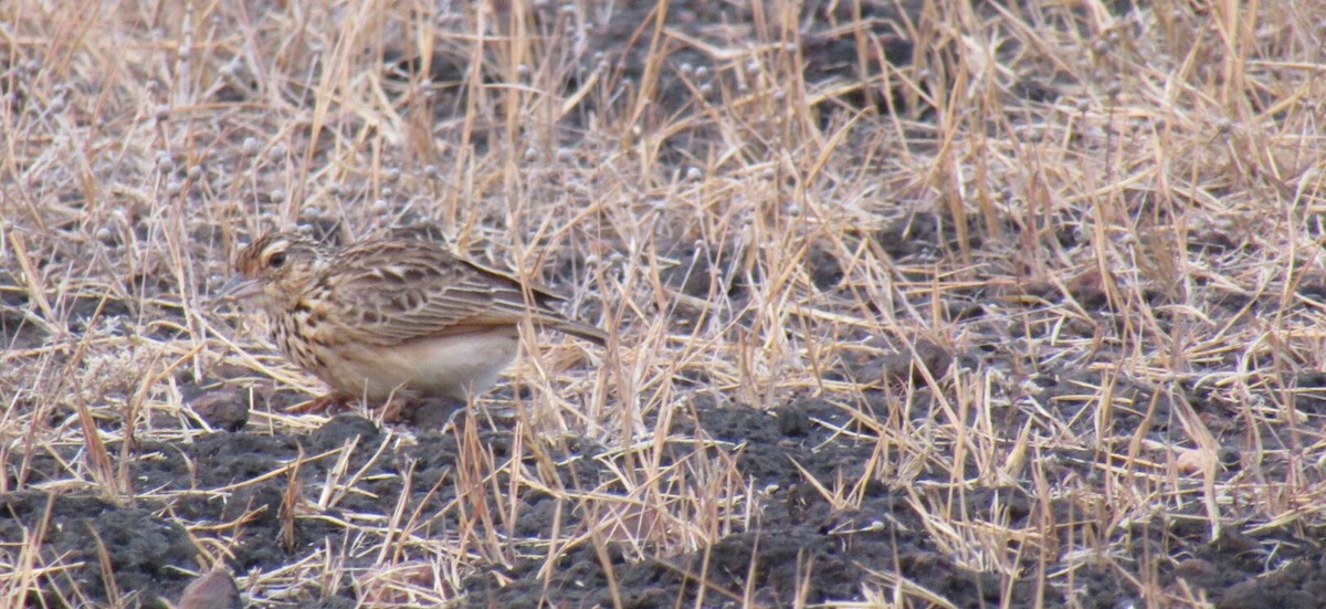 Jerdon's Bushlark - ML52133171