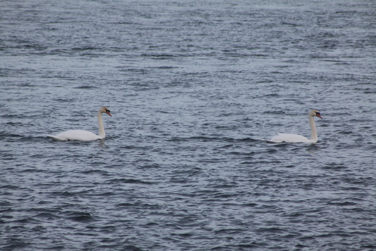 Mute Swan - ML521331981