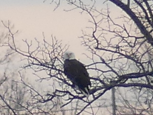 Weißkopf-Seeadler - ML521332021