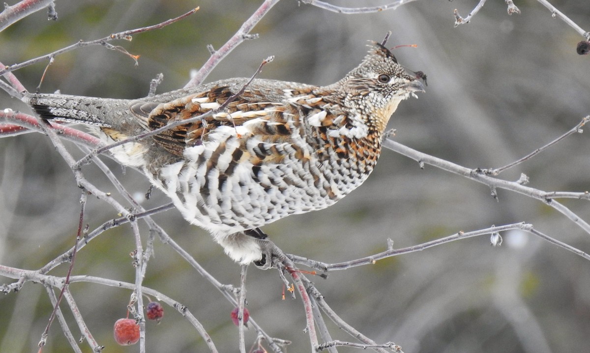 Ruffed Grouse - ML521332151