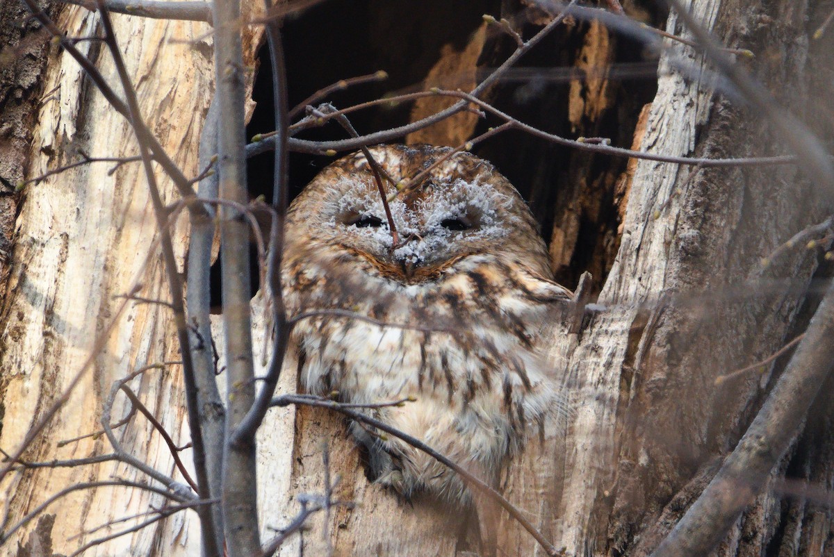 Tawny Owl - ML521333211