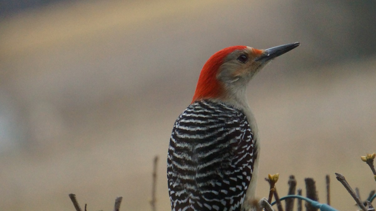 Red-bellied Woodpecker - ML521333301