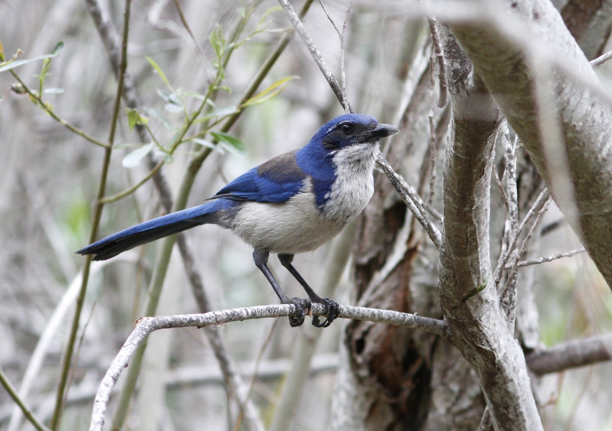 Island Scrub-Jay - ML52133371