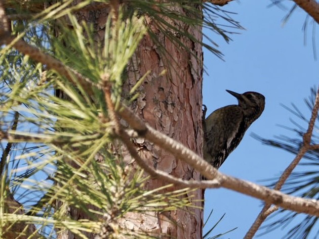 Red-naped Sapsucker - ML521333921