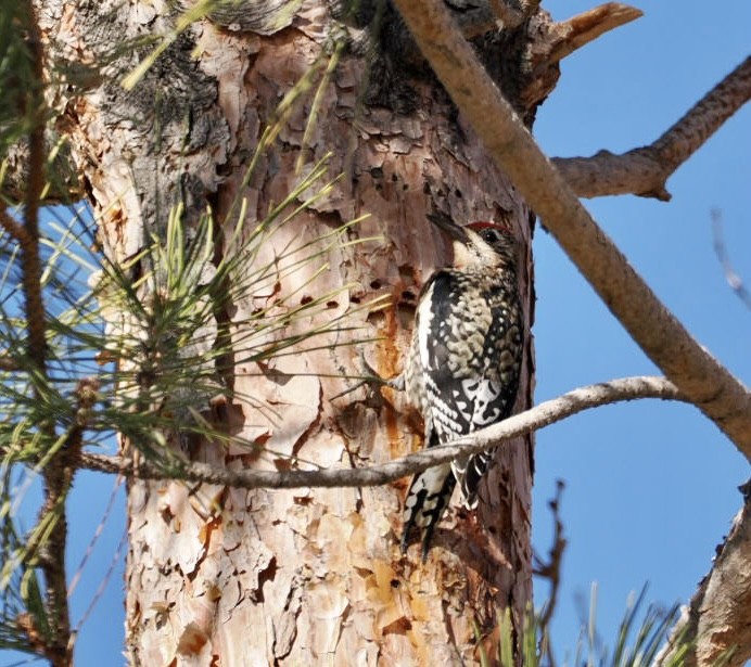 Red-naped Sapsucker - ML521334041