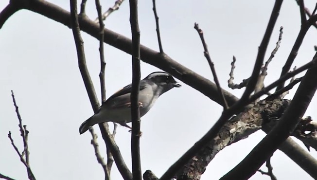 White-browed Shrike-Babbler (Gray-breasted) - ML521334171