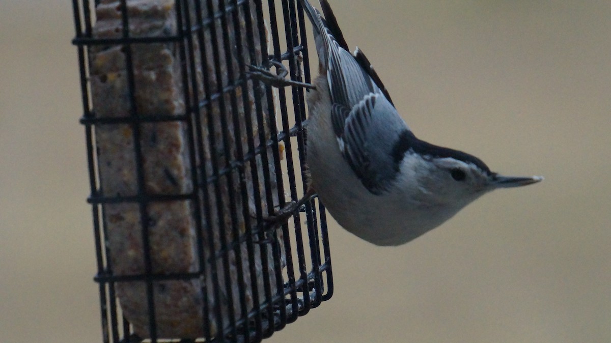 White-breasted Nuthatch - ML521334251