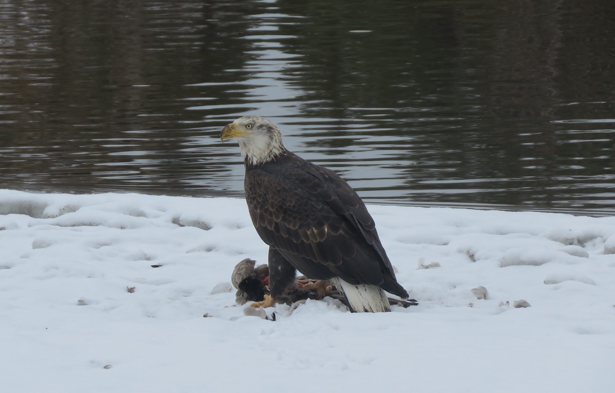 Bald Eagle - ML521334431