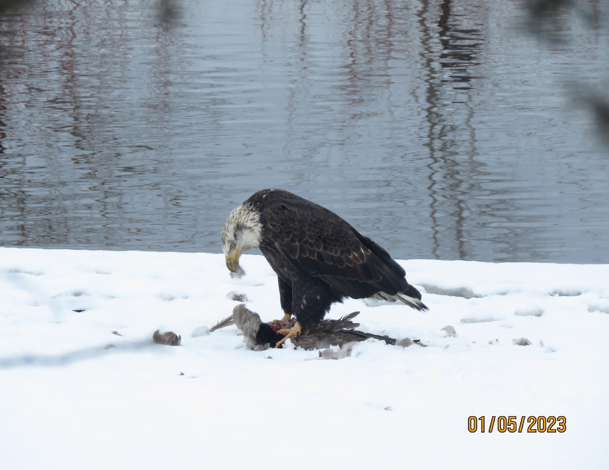 Bald Eagle - ML521334441