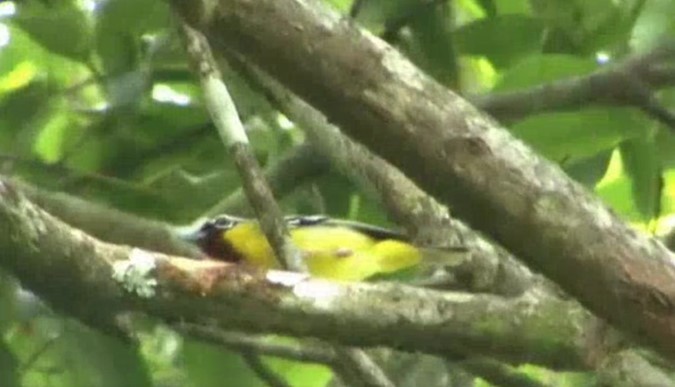 Clicking Shrike-Babbler (Clicking) - ML521335161