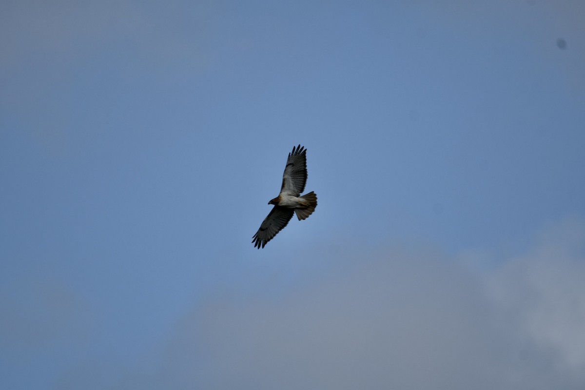 Red-tailed Hawk - ML521335691