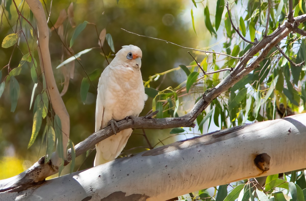 Western Corella - ML521335711