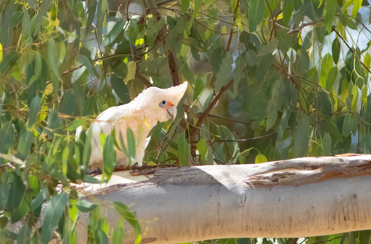 Western Corella - ML521335761