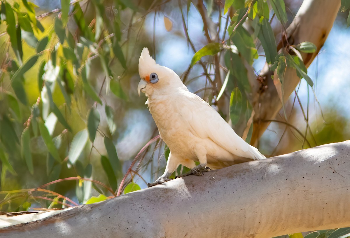 Western Corella - ML521335821