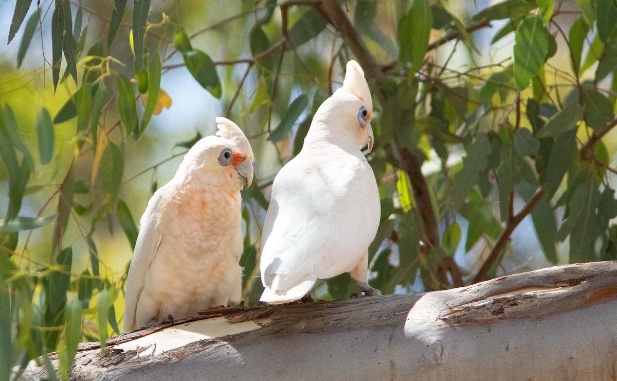 Western Corella - ML521335831