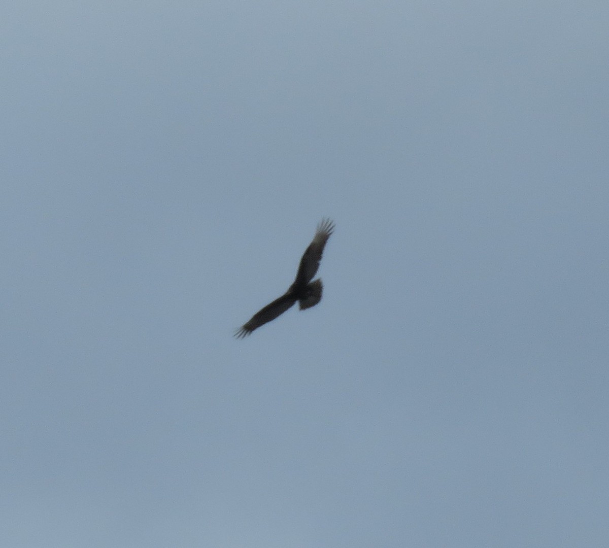 Turkey Vulture - ML521336391