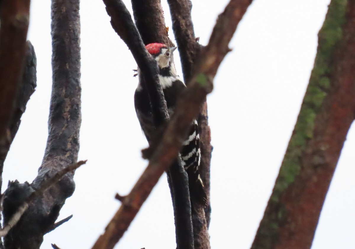 Lesser Spotted Woodpecker - ML521336411