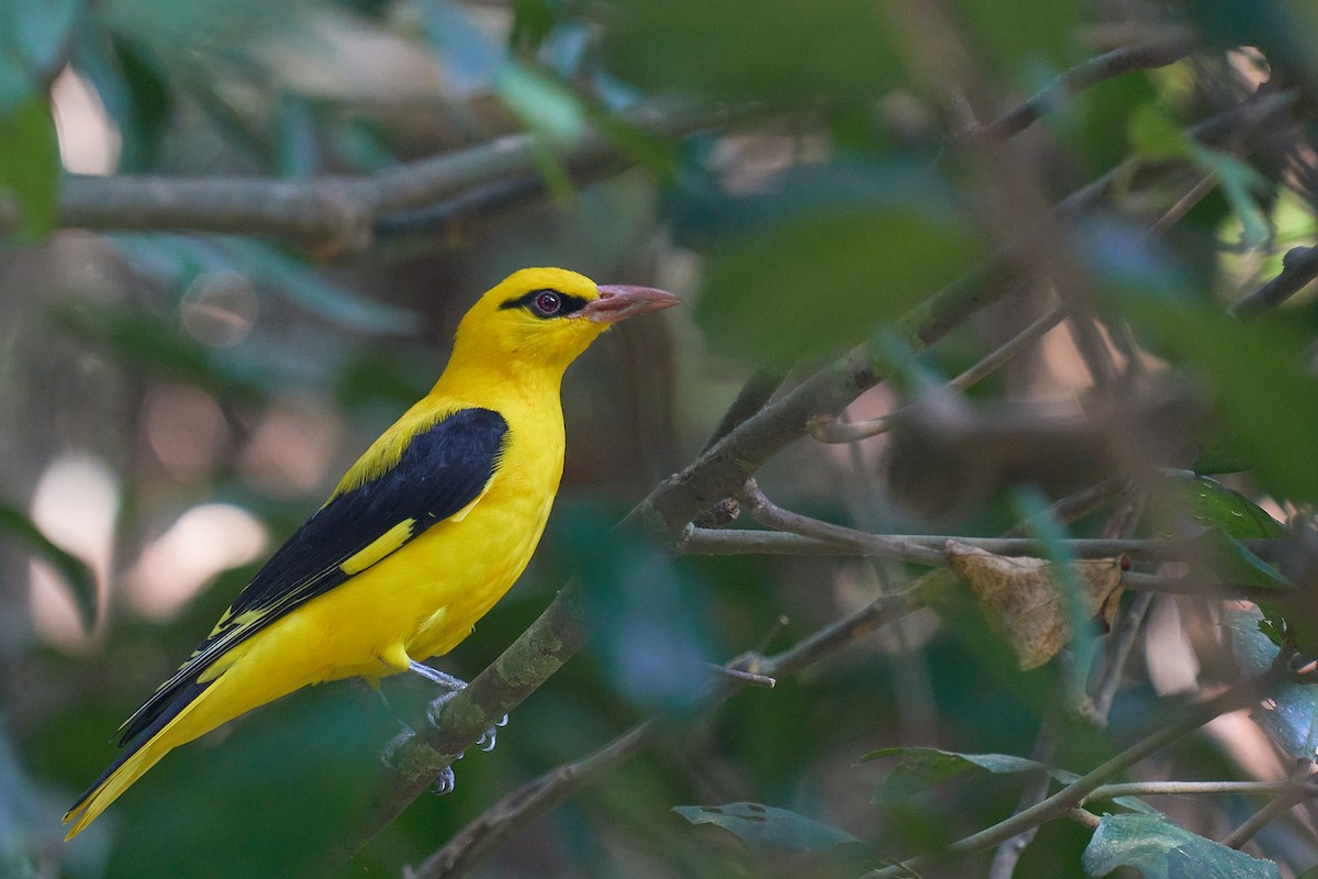 Indian Golden Oriole - Raghavendra  Pai