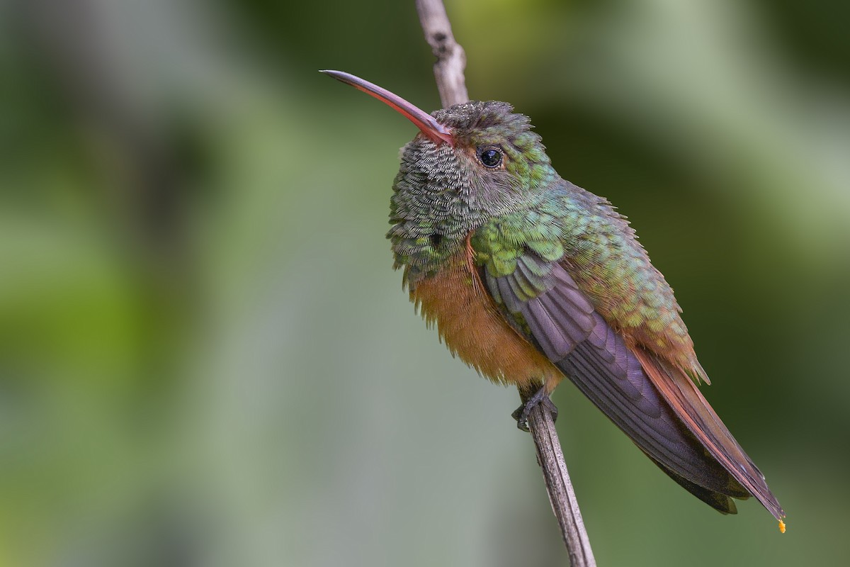 Buff-bellied Hummingbird (Yucatan) - ML521338071
