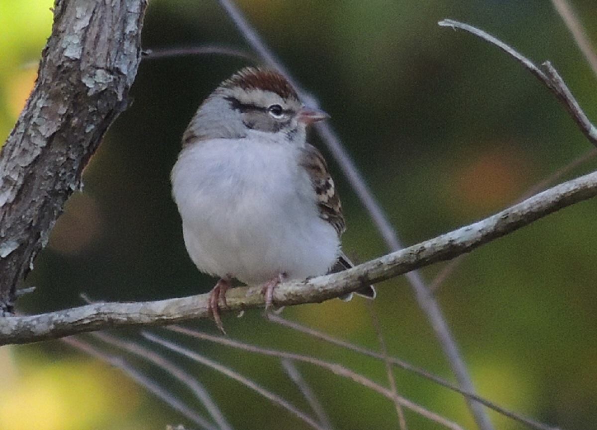 Chipping Sparrow - Colette Micallef