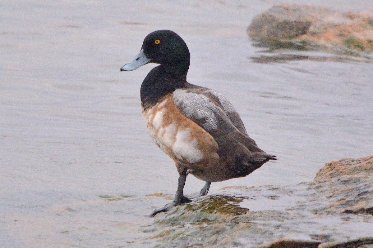 Greater Scaup - John Gordinier