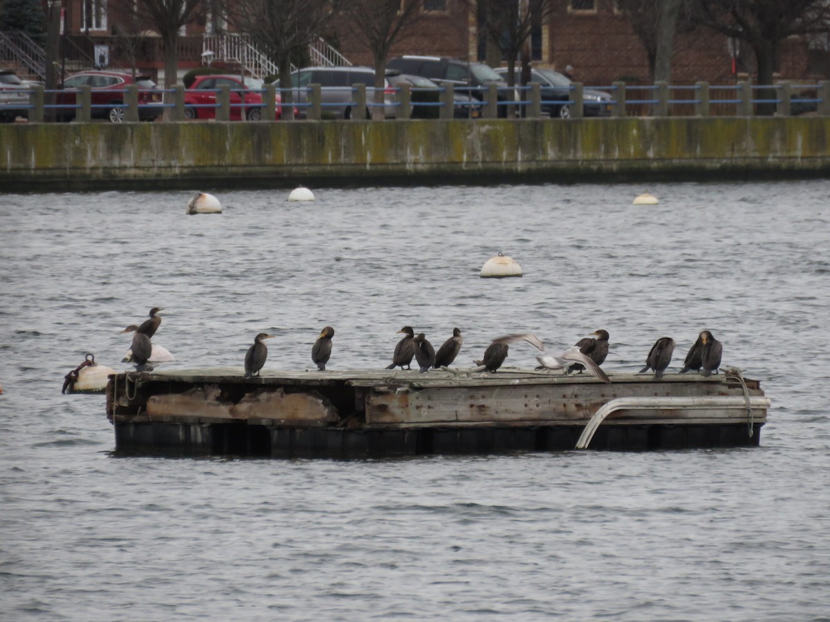 Double-crested Cormorant - ML521344191