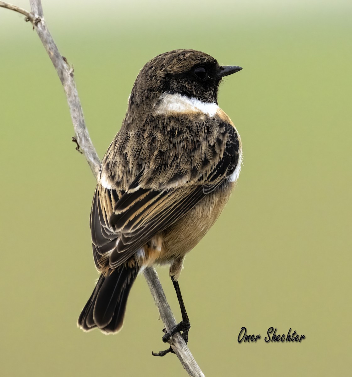 European Stonechat - omer shechter