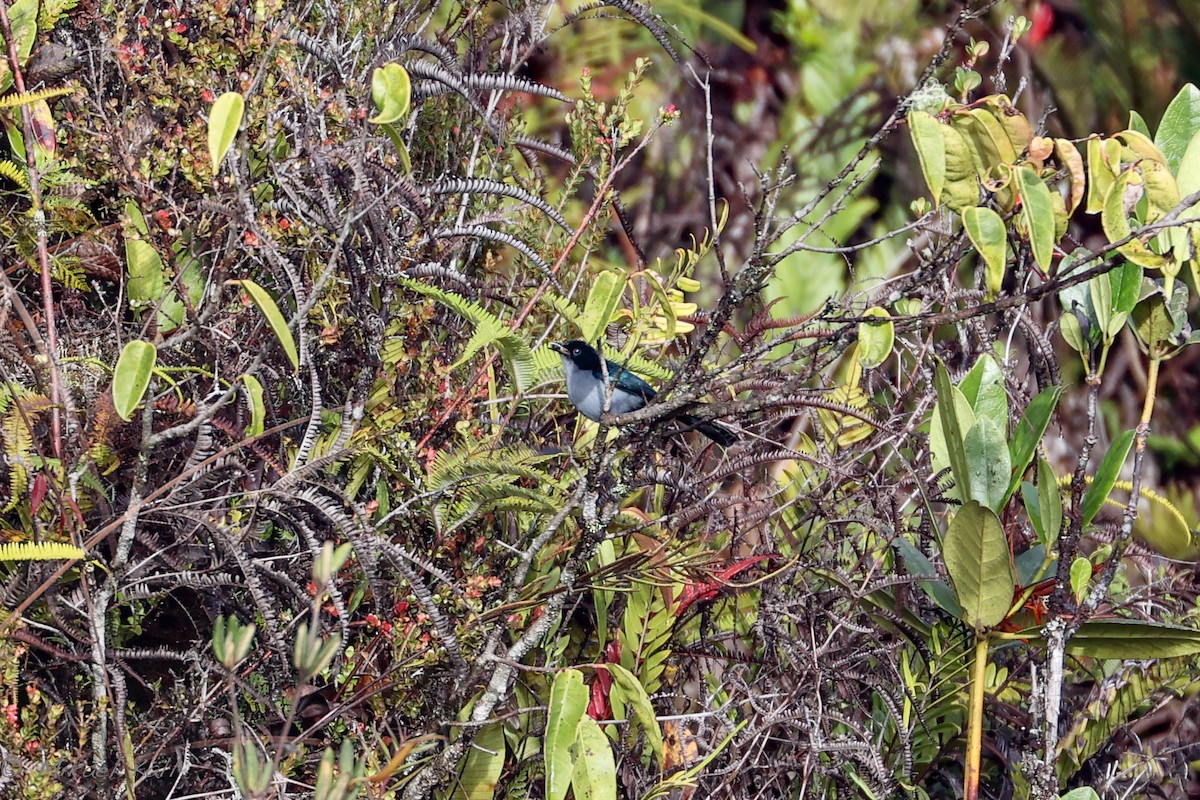 Fan-tailed Berrypecker - ML521345601