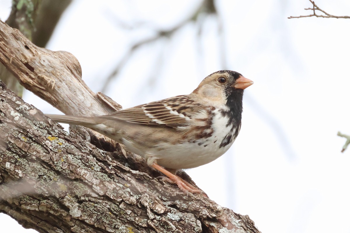 Harris's Sparrow - ML521347091