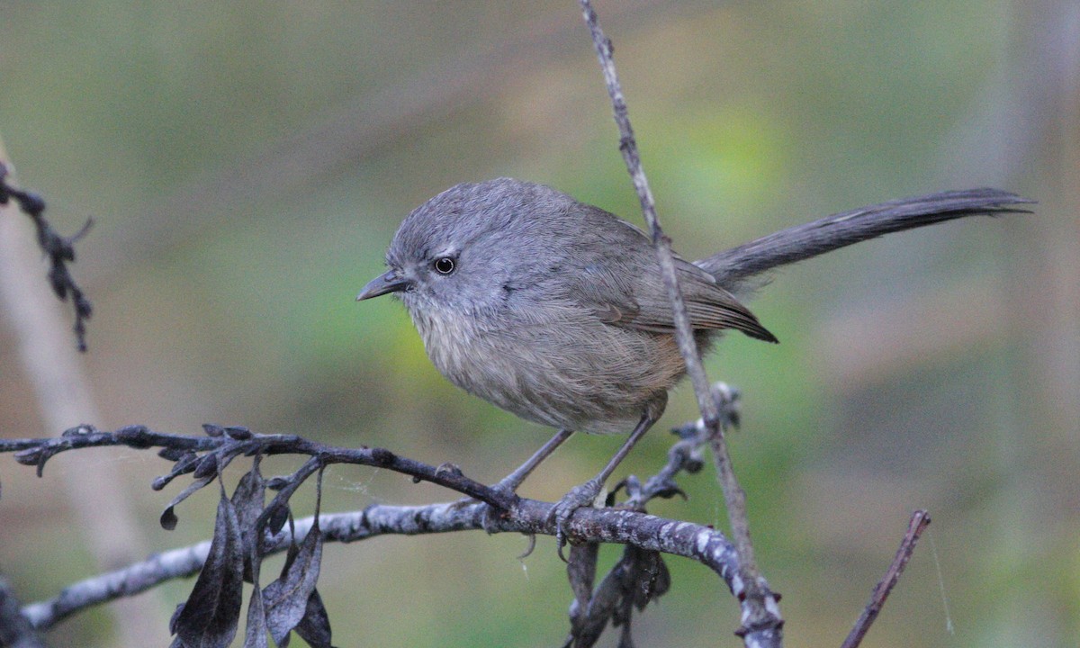 Wrentit - Dave Beeke