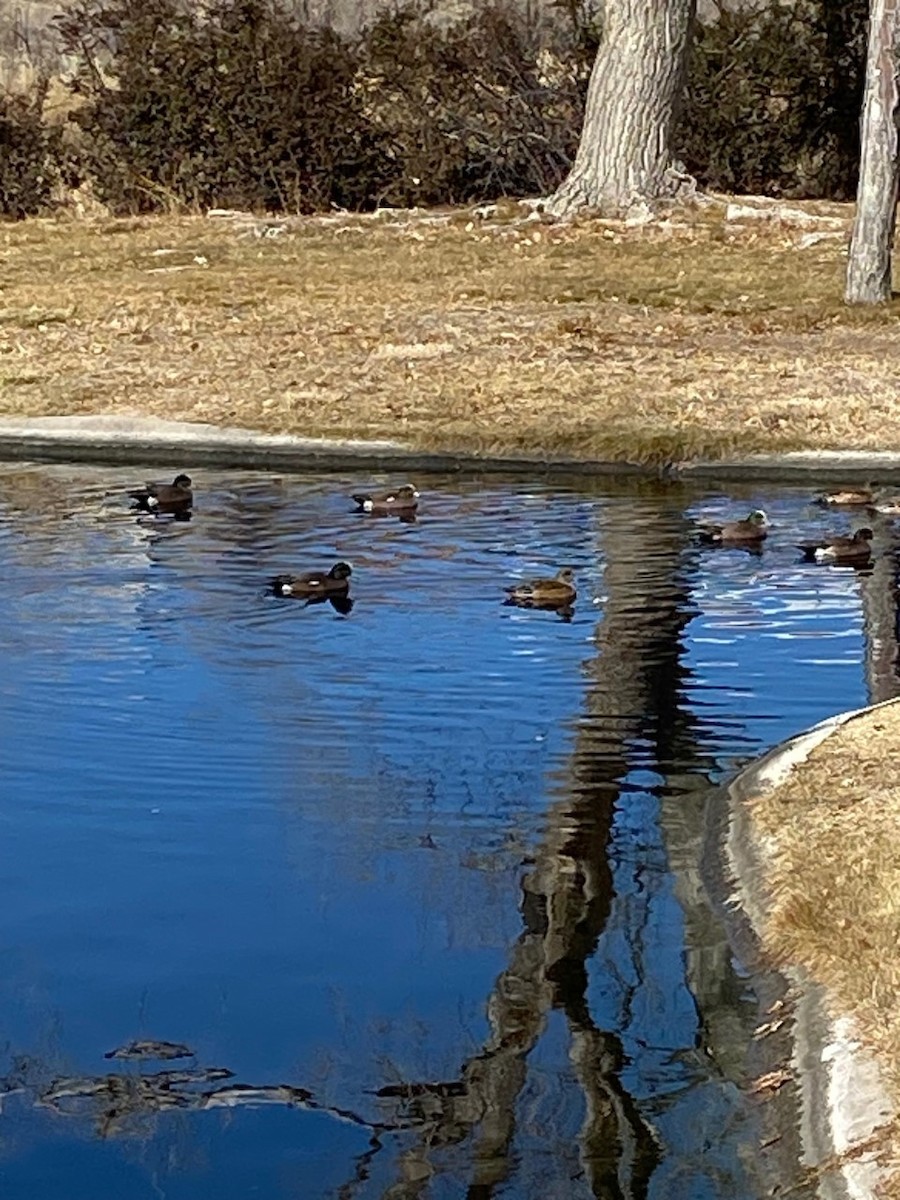 American Wigeon - ML521347641