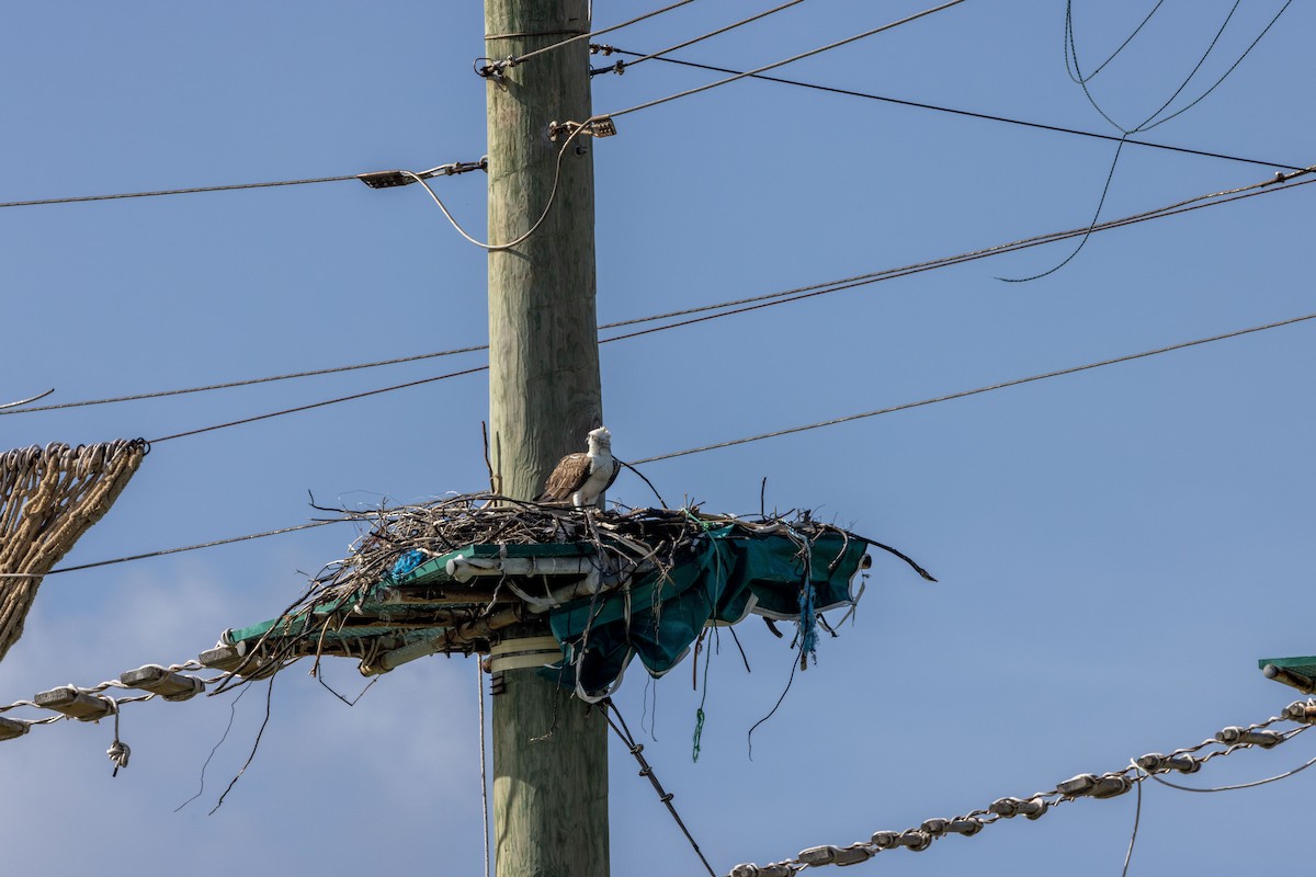 Osprey - ML521349641