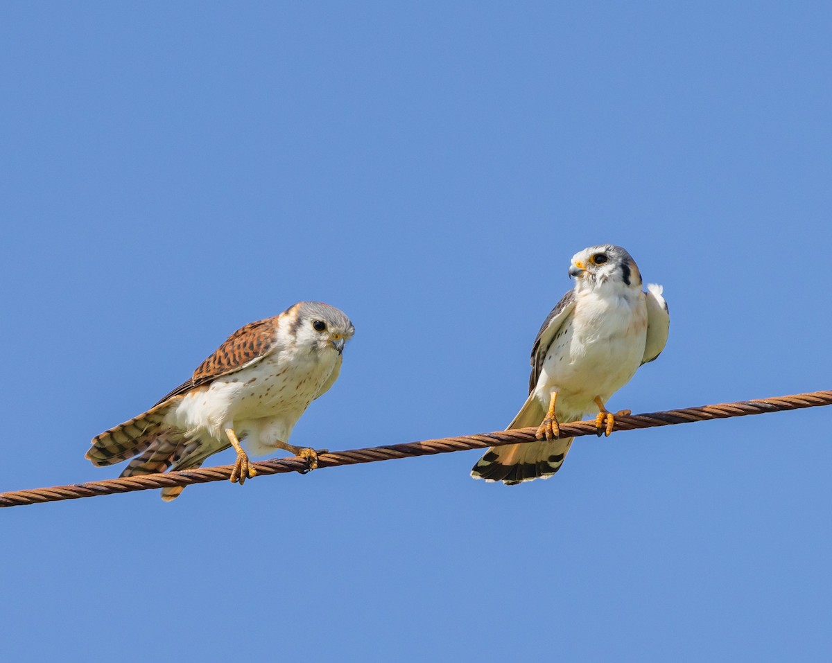 American Kestrel - Melanie Gaddy