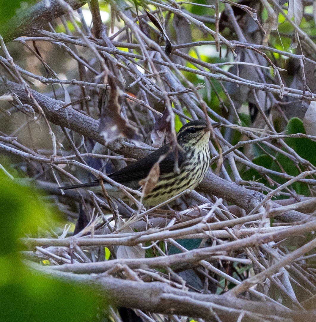 Northern Waterthrush - ML521349731