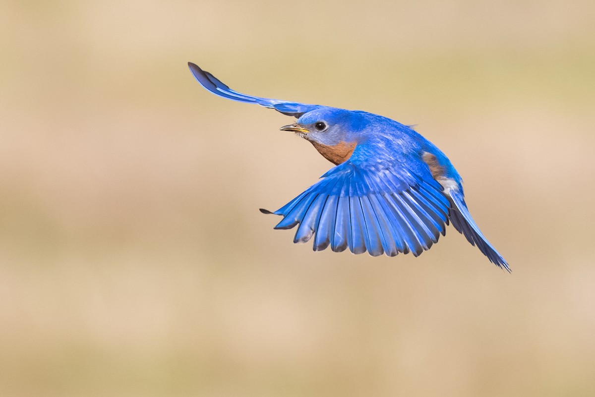 Eastern Bluebird - ML521349821