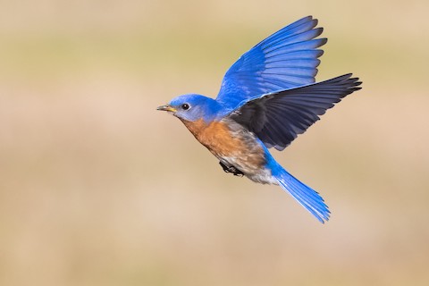 480