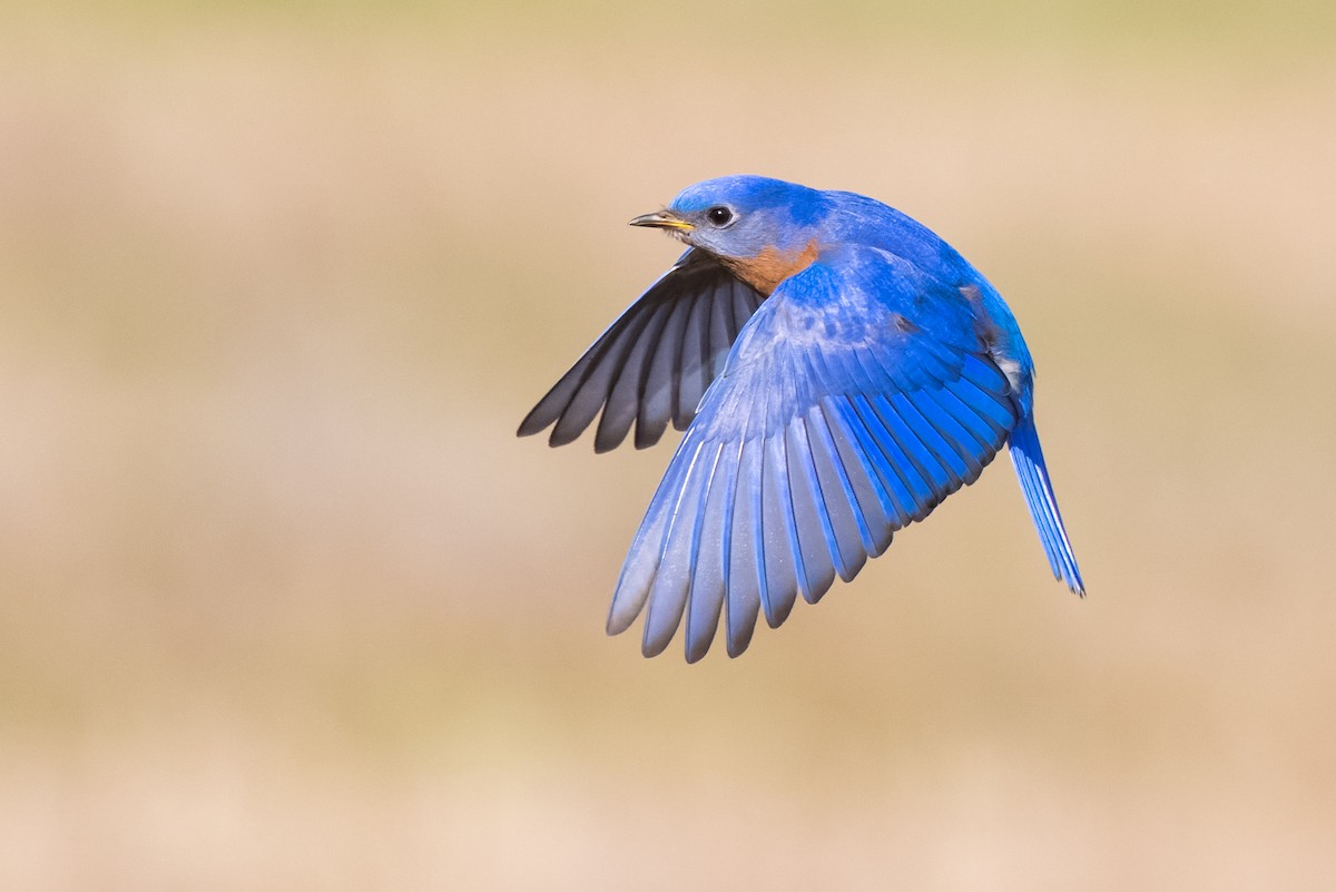 Eastern Bluebird - ML521349851