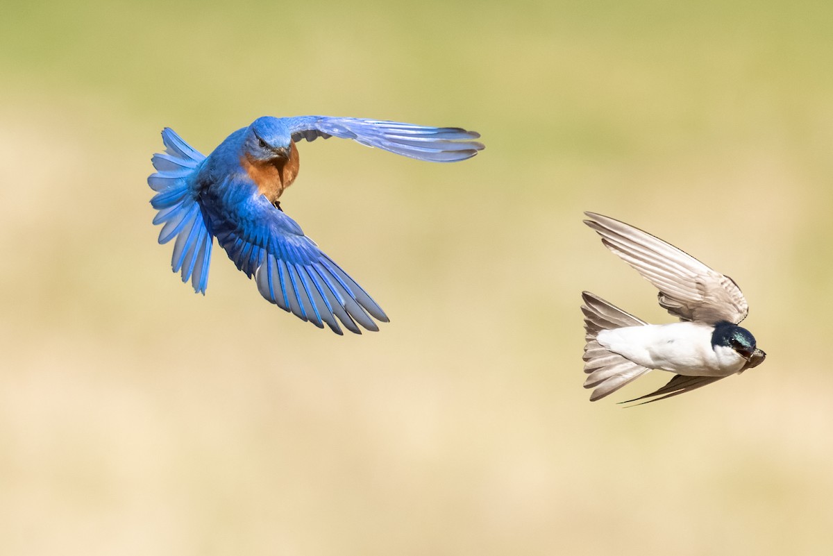 Eastern Bluebird - ML521350331