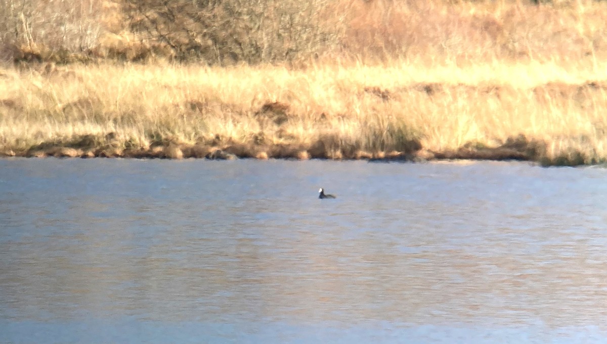 Eurasian Coot - ML521350791