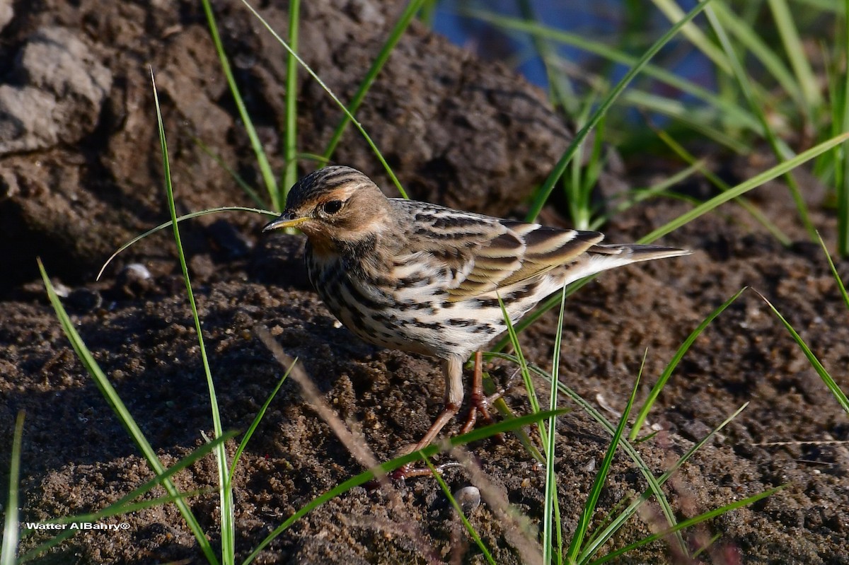Red-throated Pipit - ML521351691