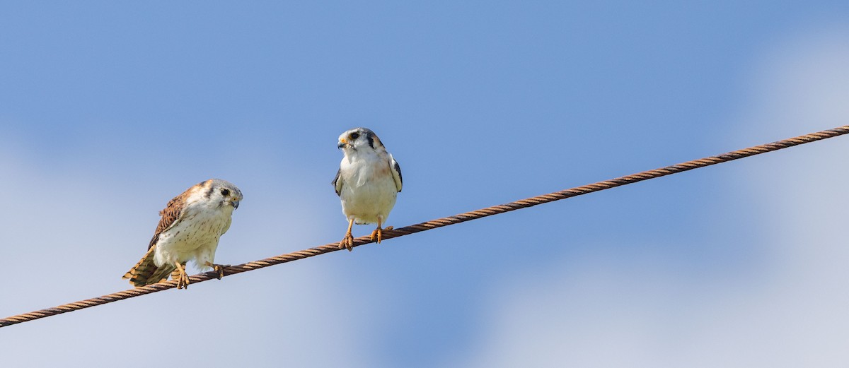 American Kestrel - ML521352331