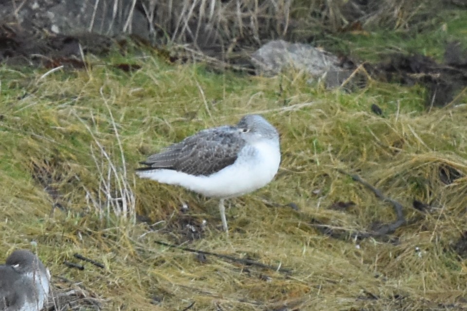 Common Greenshank - ML521352731