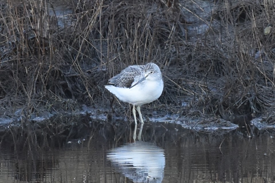 Common Greenshank - ML521352781