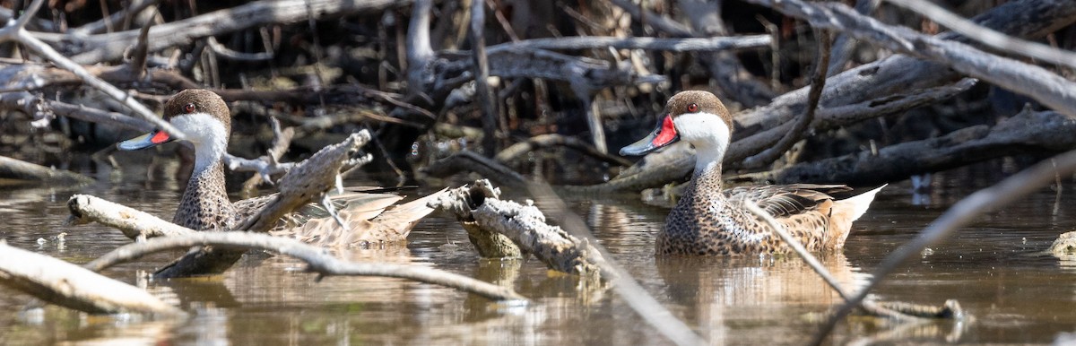 White-cheeked Pintail - ML521353661