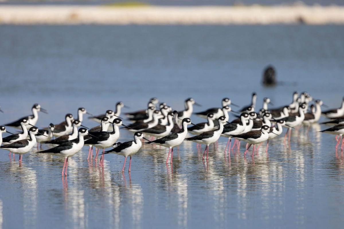 Black-necked Stilt - ML521353841