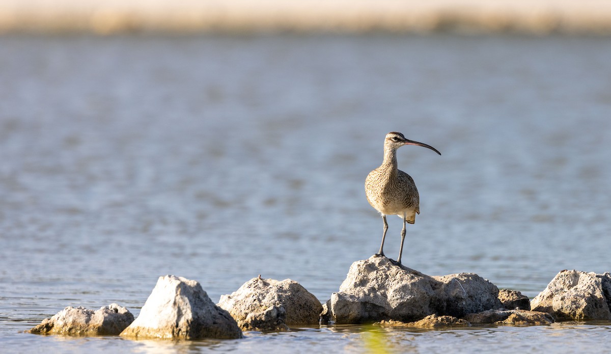 Regenbrachvogel - ML521353911