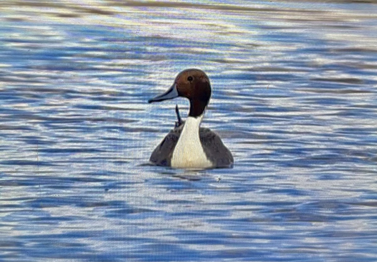 Northern Pintail - ML521354141